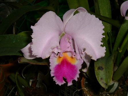 C. trianaei 'Grand Monarch' FCC/RHS ?