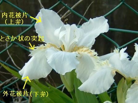 白花イチハツ