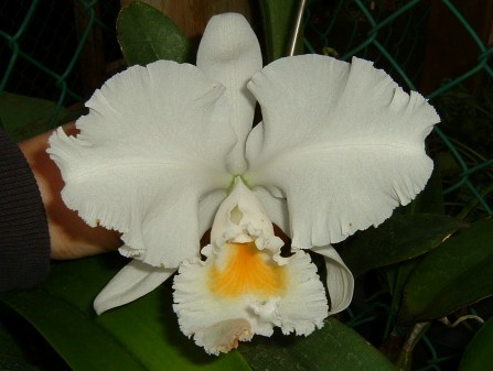 C. trianaei alba