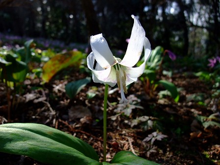 白花カタクリ　20100327-1