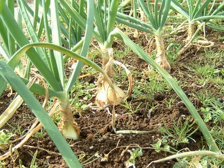 ホームタマネギ　20081129-2