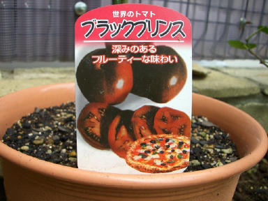 ブラック・プリンス　苗のラベル