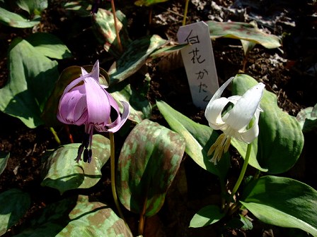 白花カタクリ　20100327-2