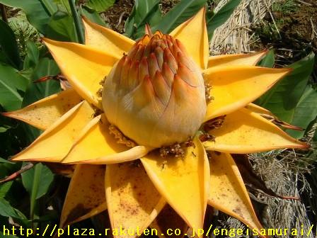 地湧金蓮花　開花　3