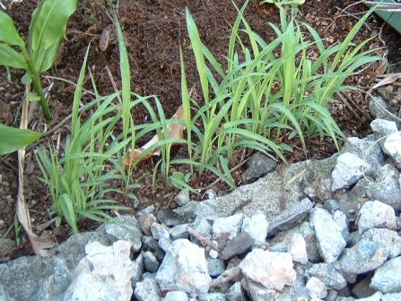サトウキビの種子 発芽 追記あり 園芸侍の なんでも植物栽培記 楽天ブログ