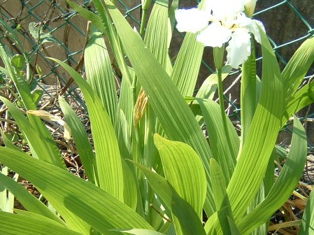 白花イチハツ　葉