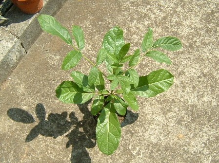 ソーセージの木 園芸侍の なんでも植物栽培記 楽天ブログ