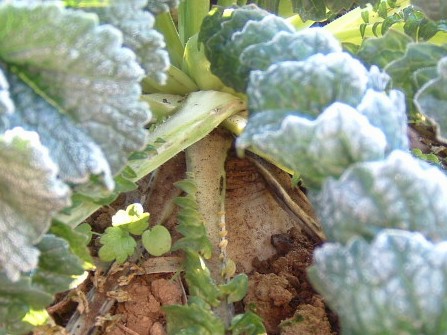 霜に耐える桜島大根