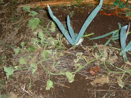 畑のハミウリ　7月8日