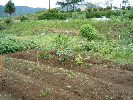 貸農園 6月10日