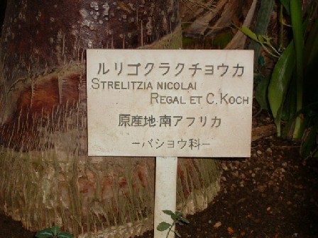 ストレリチア・ニコライの札