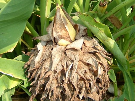 地湧金蓮花　20080913-1