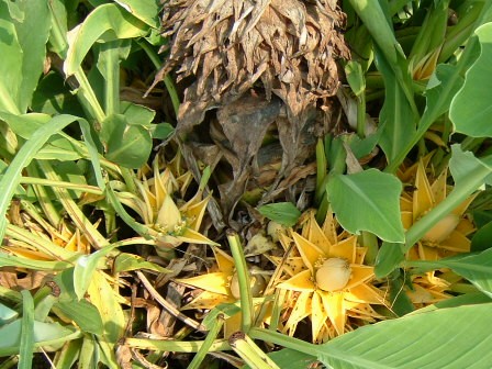 地湧金蓮花　20080913-2