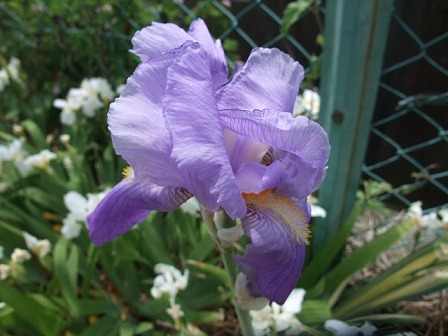 Iris pallida 'Aureo-Variegata' 20090503