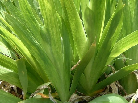 白花イチハツ　2008　その1-2