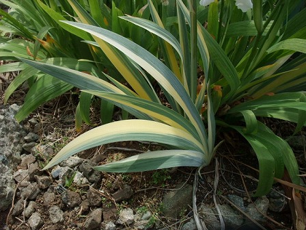 Iris pallida 'Aureo-Variegata' 20090503-2