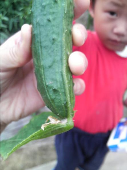 きゅうり、変？