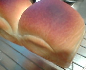 焼きたて食パン