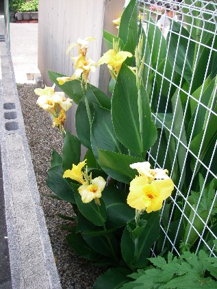 20070617今日のお花１.jpg