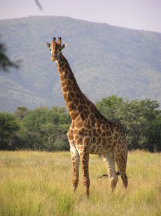 230px-Giraffe_standing.jpg