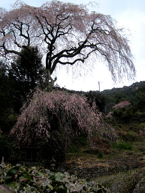 大桜