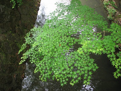 新緑　かえで