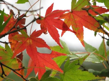 20081025 香嵐渓　紅葉