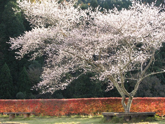 桜公園１