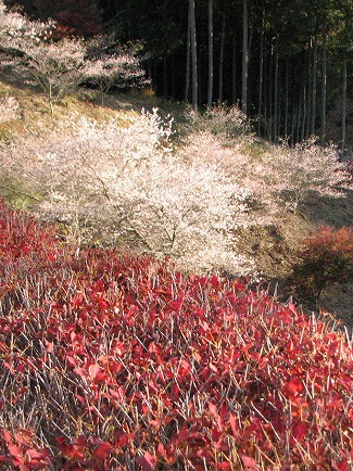 ドウダンと四季桜