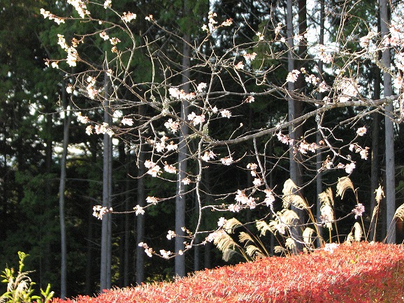 ドウダン、四季桜、ススキ