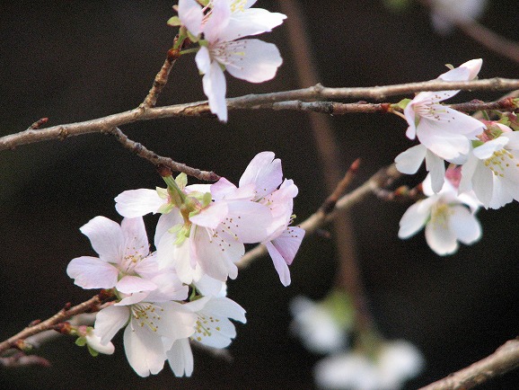 四季桜　アップ