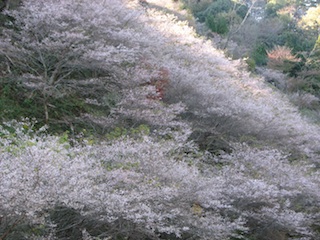 四季桜２