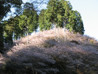 四季桜３