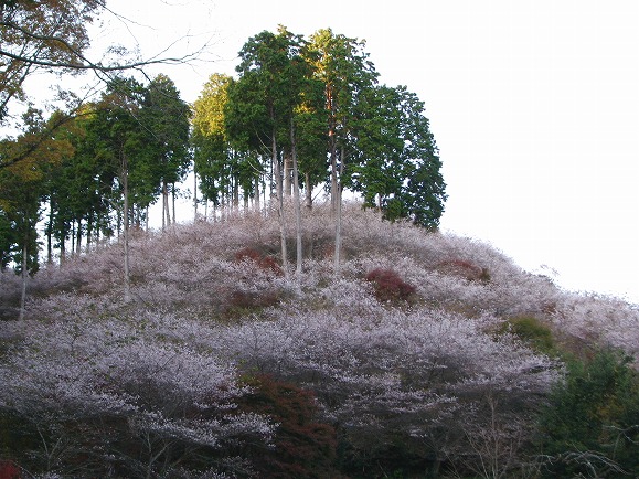 山肌に四季桜