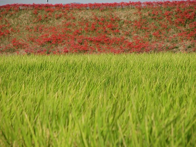 稲・彼岸花