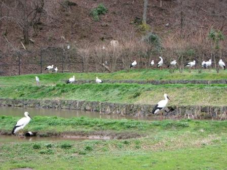 20080323コウノトリ文化会館　豊岡市