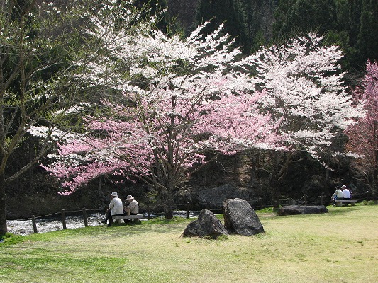 桜満開