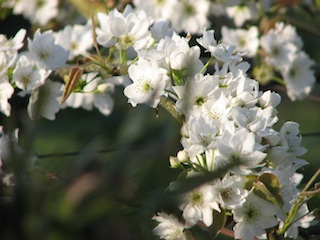 梨の花