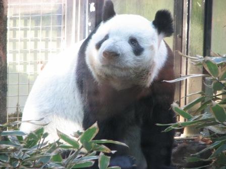 パンダin上野動物園　20071224