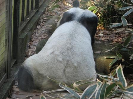 パンダin上野動物園　２　20071224