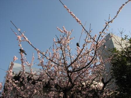 名古屋・高岳　オオヒガンザクラ＆鳥