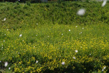 愛知県豊川市　菜の花＋サクラ吹雪