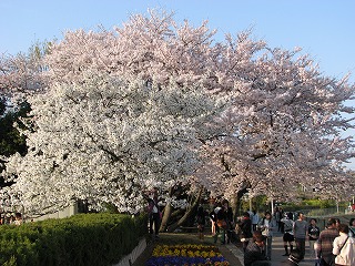 桜　　ホワイト・ピンク