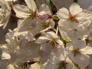 花びら