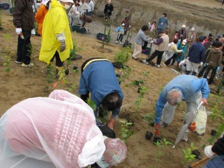 20081115 植樹祭　植樹風景