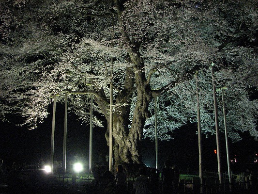 荘川桜