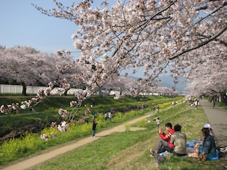 さくら　豊川市　佐奈川２