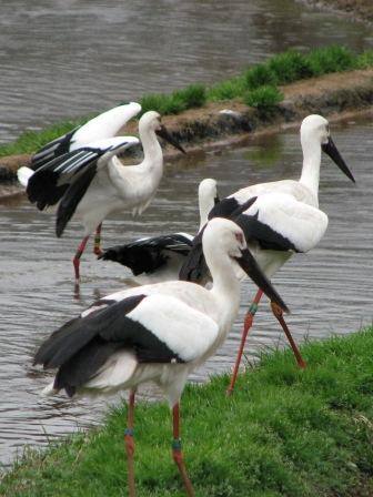 20080323コウノトリ