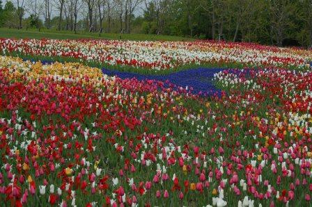 国営滝野すずらん丘陵公園 20060606