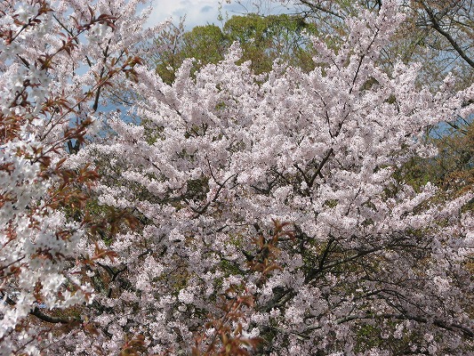 吉野山　中千本　桜